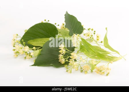 La floraison linden direction générale. Banque D'Images