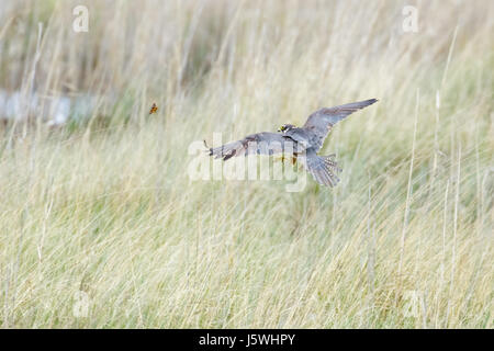 Eurasian Hobby pèlerin (Falco subbuteo), vol en vol, la capture de chasse antérieures à la poursuite de l'empereur mâle Espèce d'insectes dans l'herbe longue lande Banque D'Images