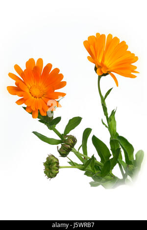 Calendula officinalis Souci commun Cut out Banque D'Images