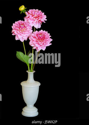 Vase blanc avec trois dahlias, le jardin rose sur noir. Banque D'Images