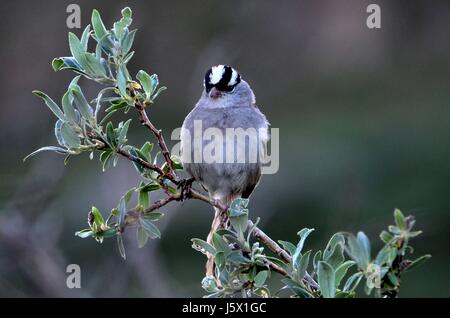 White-Crowned Sparrow sur Mt. Bierstadt Banque D'Images