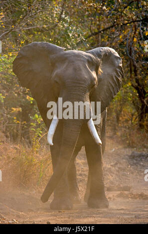 Éléphant en colère debout sur la route. Zambie. Parc national de South Luangwa. Banque D'Images