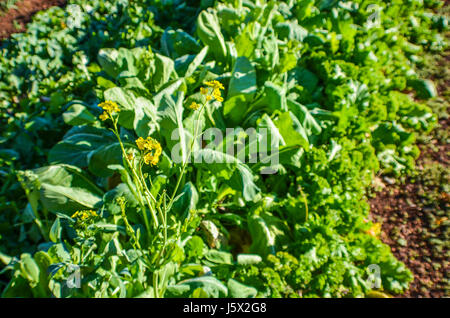 Libre de laitue salade de céleri et tête en croissant potager avec des fleurs jaunes Banque D'Images