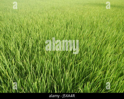 Cette image capture la vue panoramique des rizières, des prairies et des arbres à Pulo Tabon, San Isidro, Nueva Ecija. La route représentée présente le paysage agricole et les systèmes d'irrigation utilisés dans l'agriculture de la région. Banque D'Images