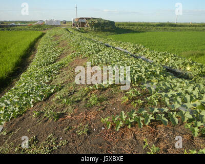 Cette image fait probablement référence à un endroit à Candaba, Pampanga, Philippines, où se trouvent les champs Magumbali. Les champs font partie du paysage agricole de la région, connue pour sa culture du melon et ses pratiques agricoles locales. Les routes environnantes, y compris celles près de San Miguel, relient différentes villes de la province. Banque D'Images