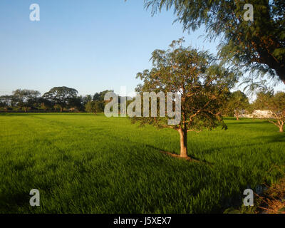Ce titre fait référence à une vue paysagère des rizières, prairies et routes bordées d'arbres à Sabang, Baliuag, Bulacan, avec des maisons et des systèmes d'irrigation le long des ponts routiers. Il met en valeur la vie agricole rurale et les infrastructures. Banque D'Images