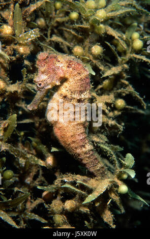 Long museau, hippocampes Hippocampus reidi Banque D'Images