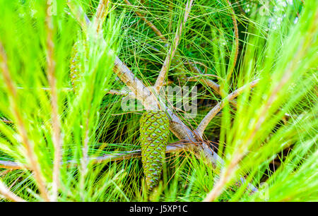 Cône de l'épinette vert sur vert, jeune et frais. Le repos et le croissant sur une branche et entouré d'autres branches du même arbre. Profondeur de champ shot. Banque D'Images