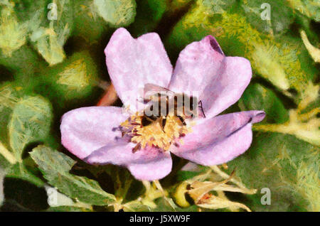 La collecte du pollen d'Abeille sur cistus parviflorus fleurs sauvages Banque D'Images