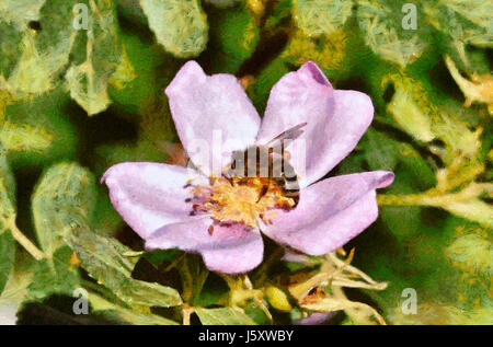 La collecte du pollen d'Abeille sur cistus parviflorus fleurs sauvages Banque D'Images