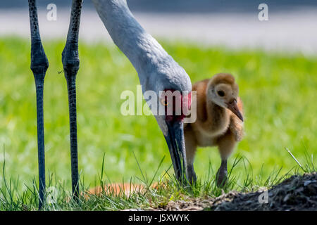 La grue Antigone (canadensis) des profils avec chick marche sur le terrain. Banque D'Images