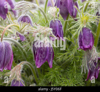 Pasque flower, Pulsatilla vulgaris, Groupe de fleurs violettes grbowing l'extérieur. Banque D'Images