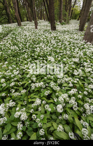 L'ail des ours, Allium ursinum, Ramsons ; tapis de petites fleurs blanches en bois. Banque D'Images