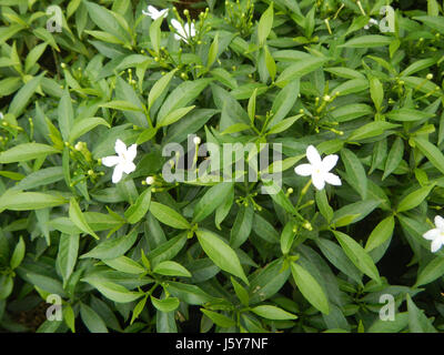Tabernaemontana pandacaqui, également connu sous le nom de tabernaemontana naine, est une espèce de plante à fleurs originaire des Philippines. Cette référence de 2002 souligne sa signification botanique et sa pertinence régionale. Banque D'Images