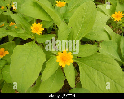 L'image représente Leucanthemum vulgare, communément connu sous le nom de Marguerite de bœuf, trouvée aux Philippines. Cette espèce est connue pour ses pétales blancs et son centre jaune, commun dans les régions tempérées, poussant souvent dans les champs et le long des routes. Banque D'Images