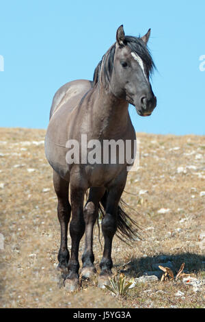 Wild Horse Grulla Bande de couleur grise sur l'étalon Sykes crête dans les Montagnes Pryor dans le Montana - Wyoming USA. Banque D'Images