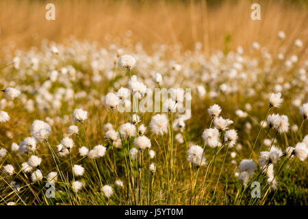 Eriophorum vaginatum à moor Banque D'Images