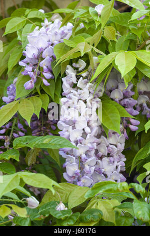 Wisteria floribunda fleurs "domino" Banque D'Images