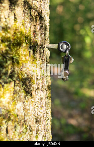 Clé magnétique sur une bande avec des touches habituelles dépasse de un tronc d'arbre Banque D'Images