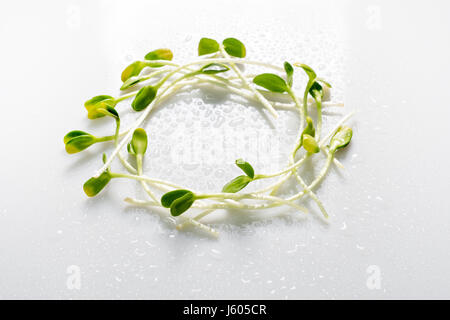 Mini legumes disposées en cercle sur fond blanc avec des gouttes d'eau. Les pousses de tournesol, microgreens. Mise à plat. Nature et aliments sains eco concept. Banque D'Images