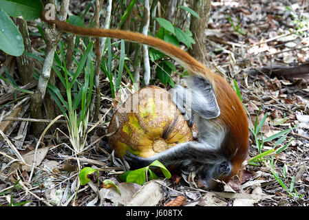 Red colobus monkey jouer avec des fruits dans la forêt de Jozani, Zanzibar, Tanzanie. Les espèces en voie de disparition. Banque D'Images