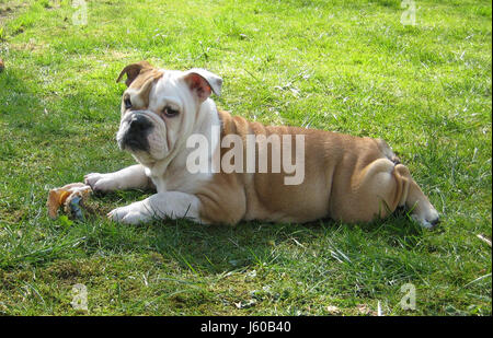 Chiot bouledogue anglais ancien type Banque D'Images