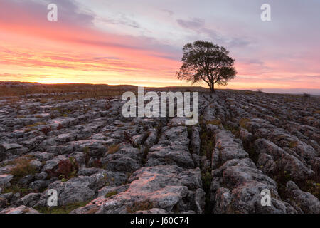 Malham Ash Sunrise, Yorkshire Dales Banque D'Images
