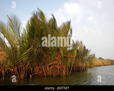 Ce titre fait référence aux rives de Panasahan dans la ville de Malolos, Bulacan, une région connue pour son paysage naturel et ses caractéristiques géographiques. Banque D'Images