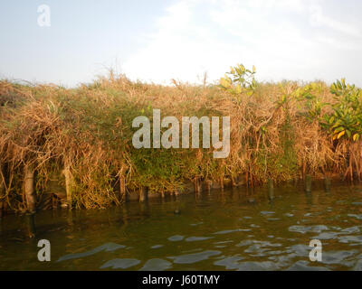 Cet emplacement à Panasahan, Malolos City, Bulacan, met en valeur les rives et l'environnement environnant, mettant en valeur le paysage naturel et le cadre agricole de la région. Banque D'Images