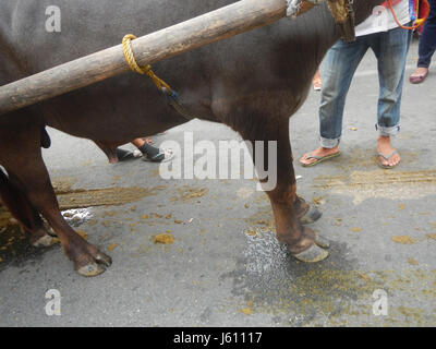 0012 La Paroisse de San Isidro Labrador Fiesta Bulacan Pulilan Carabao agenouillée 201740 Festival Banque D'Images