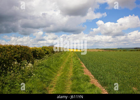 L'herbe bridleway avec une haie d'aubépine et champ de blé en paysage agricole dans le Yorkshire Wolds sous un ciel nuageux bleu au printemps Banque D'Images