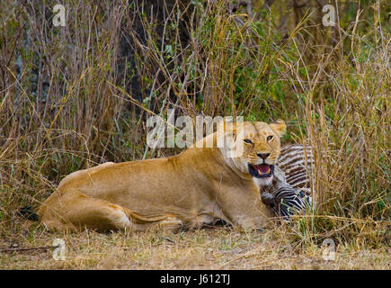 Le lion mangeant a tué le zèbre. Parc national. Kenya. Tanzanie. Masai Mara. Serengeti. Banque D'Images