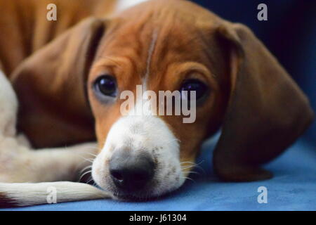 Basset Hound/Teckel chiot mix à 8 semaines Banque D'Images