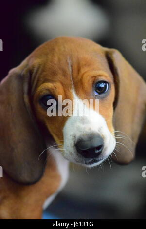 Basset Hound/Teckel chiot mix à 8 semaines Banque D'Images