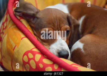 Basset Hound/Teckel chiot mix à 8 semaines Banque D'Images