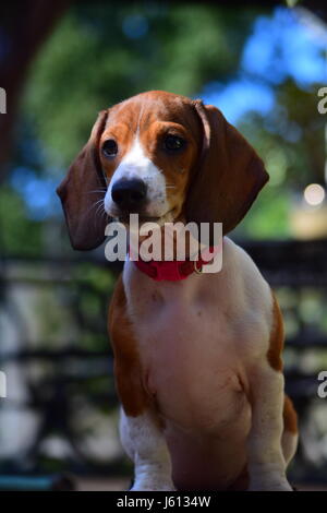 Basset Hound/Teckel chiot mix à 8 semaines Banque D'Images