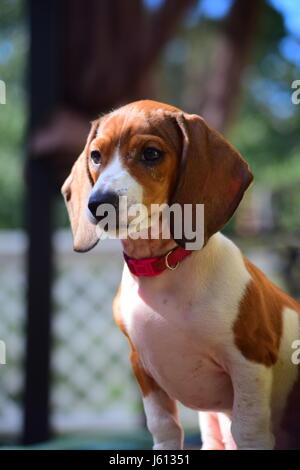 Basset Hound/Teckel chiot mix à 8 semaines Banque D'Images