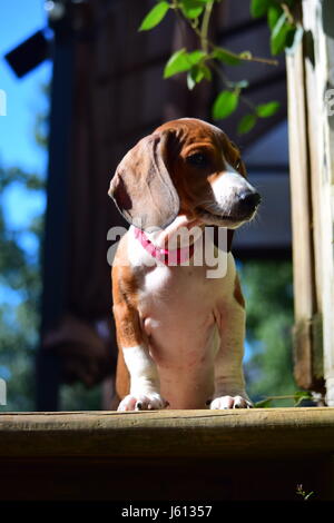 Basset Hound/Teckel chiot mix à 8 semaines Banque D'Images