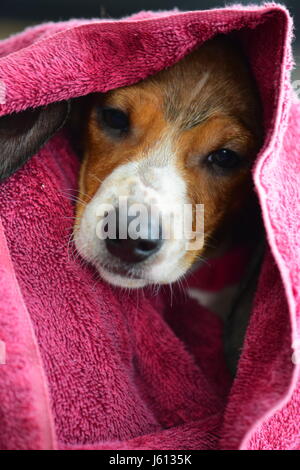 Basset Hound/Teckel chiot mix à 8 semaines Banque D'Images