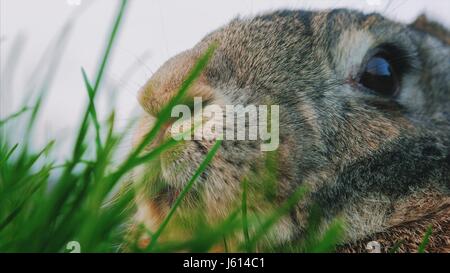 Sérieux, concentré de lapin à queue blanche sur l'herbe verte dans le domaine, prairie. La faune, libre. Après la pluie. Banque D'Images