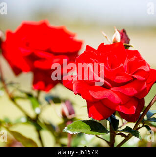 Roses rouges dans Balboa Park à San Diego, Californie Banque D'Images