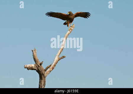 Harris Parabuteo unicinctus (Hawk) Banque D'Images