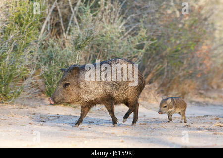 Javelina ou pécari à collier (Pecari tajacu) Banque D'Images