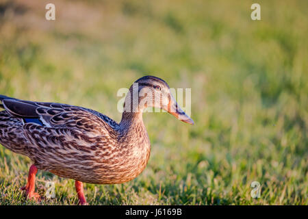 Canard colvert femelle close-up with Copy Space Banque D'Images