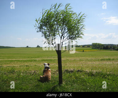 Chiot bouledogue anglais ancien type Banque D'Images