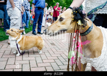 Indiana Chesterton,Thomas Centennial Park,Bark dans le parc,chien,costume,greyhound,animal,animal,animal,famille parents parents enfants,Festival,fes Banque D'Images