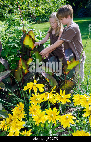 Valparaiso Indiana,Ogden Gardens,botanique,fleurs jardin,fleurs jaunes fleurs,flore,horticulture,fleurs,garçons,garçon enfant enfants enfants Banque D'Images