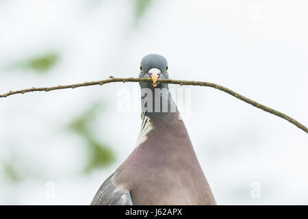 Stirlingshire, Ecosse, Royaume-Uni. 19 mai, 2017. Royaume-uni - un pigeon occupé à recueillir des matériaux de nidification sur un ciel nuageux mais chaud matin d'avance sur ce que devrait être un autre printemps lumineux jour Crédit : Kay Roxby/Alamy Live News Banque D'Images