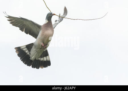 Flying Pigeon bois avec grand bâton, Ecosse, Royaume-Uni Banque D'Images