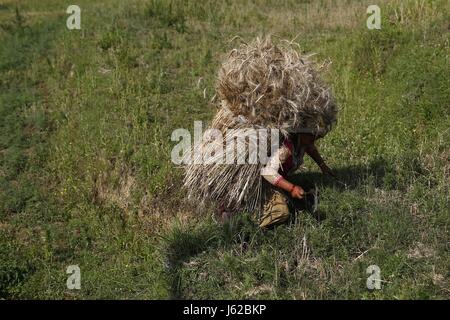 Kathmandu, Népal. 19 mai, 2017. Une agricultrice népalaise blé porte sur son dos son retour après avoir travaillé dans les champs à Kathmandu, Népal, le vendredi 19 mai, 2017. Credit : Skanda Gautam/ZUMA/Alamy Fil Live News Banque D'Images